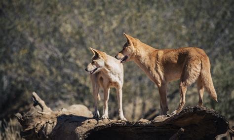 Alice Springs Desert Park Tickets - Buy Now | Experience Oz