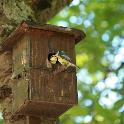 An update on tufted titmice nest boxes - Farm and Dairy