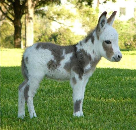 20 MINIATURE DONKEYS NEED FOREVER HOMES