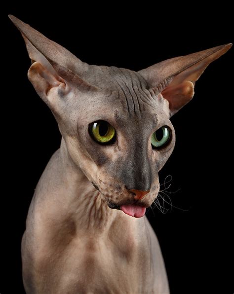 30 Beautiful Sphynx Cat Breeders | Kittens cute wallpapers