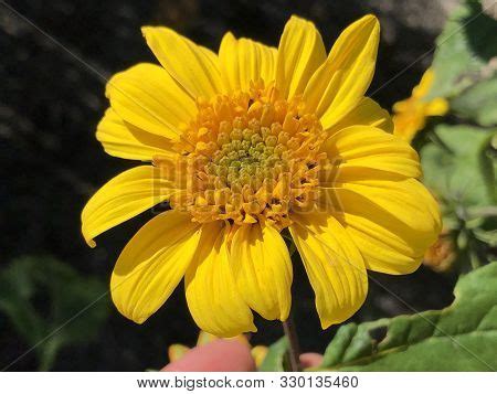 Thinleaf Sunflower ( Image & Photo (Free Trial) | Bigstock