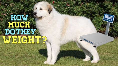 How much do Great Pyrenees weight? - YouTube