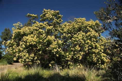 Hawaii Invasive Species Council | Black Wattle (Acacia mearnsii)