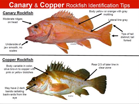 Retention of some rockfish species prohibited, bag limit decreases beginning Sept. 6