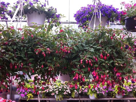 Beautiful Shade Hanging Baskets: Fuchsia Flowers. Attracts Hummingbirds ...