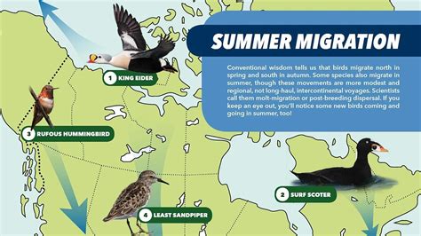 These 8 Unexpected Migration Routes Give You Reason to Go Birding in ...