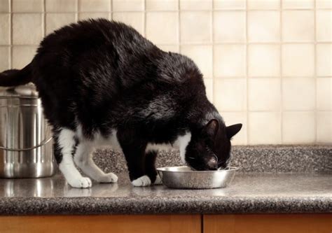 Weight Management Cat Food: 10 Vet-Recommended Options | Great Pet Care