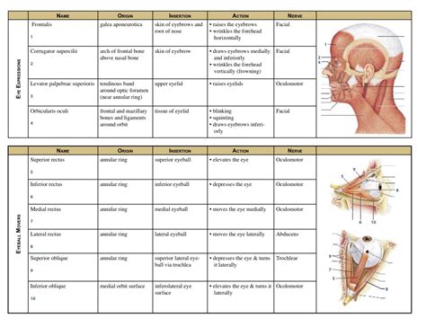 SOLUTION: Body muscle chart by region movement anatomy - Studypool