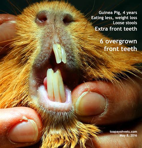 2016vets: 35. How to trim the guinea pig's overgrown teeth using the Dremel Cutting Wheel