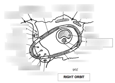 Common Tendinous Ring Diagram | Quizlet