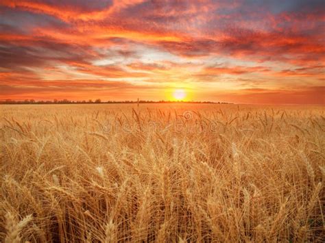 Wheat Field Ripe Grains and Stems Wheat on Background Dramatic Sunset, Season Agricultures Grain ...