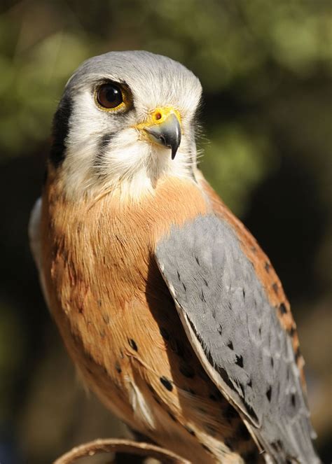 Wild In California! Native Animals Live At Museum of Ventura County ...