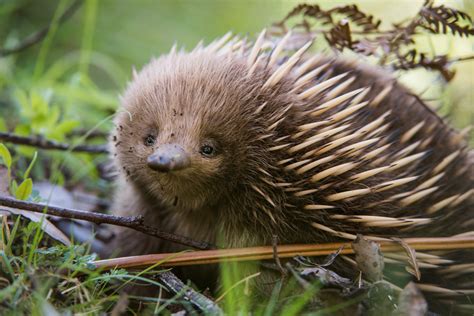 Short-Beaked Echidna | Sean Crane Photography