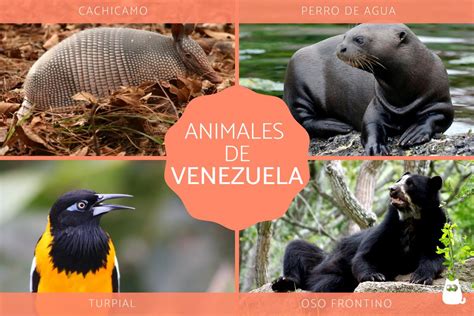 Animales Tipicos De Venezuela