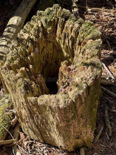 Rotting Tree Trunk Hollowed Out Stump Stock Image - Image of center, mold: 215084011