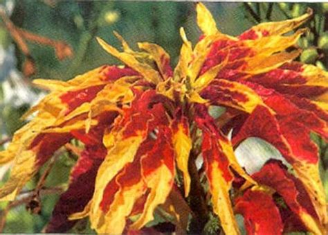 Amaranthus Tricolor Flower Seed at best price in Patiala by Plantsmans ...