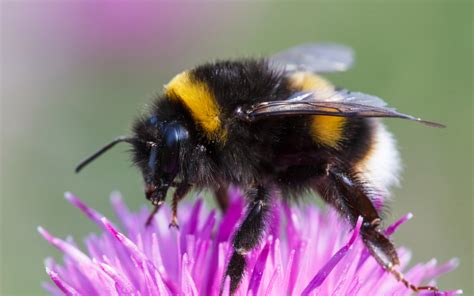 How the Sweetness of Nectar Impacts Bumblebee Vomit - Modern Farmer