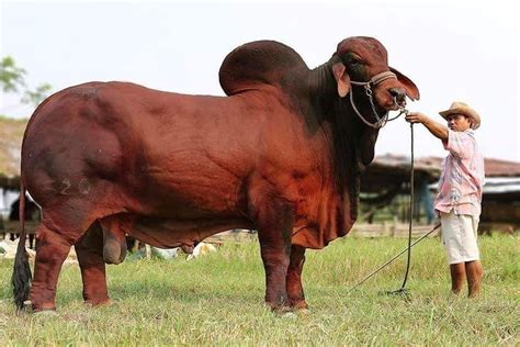 Red Brahman bull SK 520 from Thailand #brahmanrojo #brahmanblanco # ...