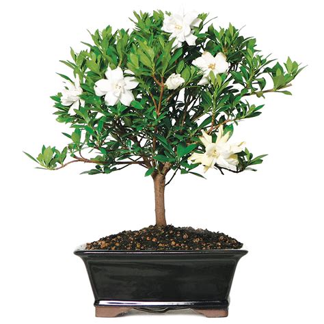 Gardenia (Jasminoidy Radicans) Outdoor Bonsai 8-12" - Brussel's Bonsai