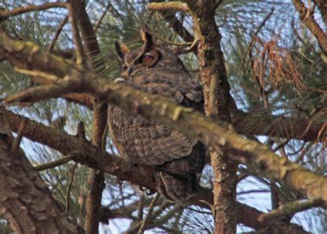 Best Bird Watching In Maryland