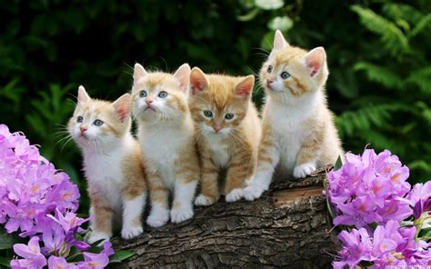 Cute Kitten Desktop Wallpaper | High Definition Wallpapers, High ...