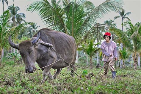 Plowing with buffaloes in the Philippines - an interview with one of the photo contest winners ...