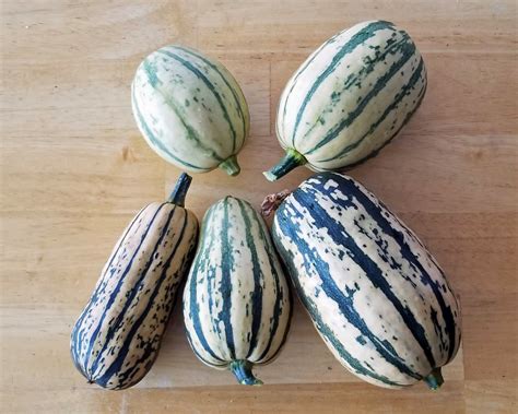 Delicata Squash – Sunnyvale-Garden