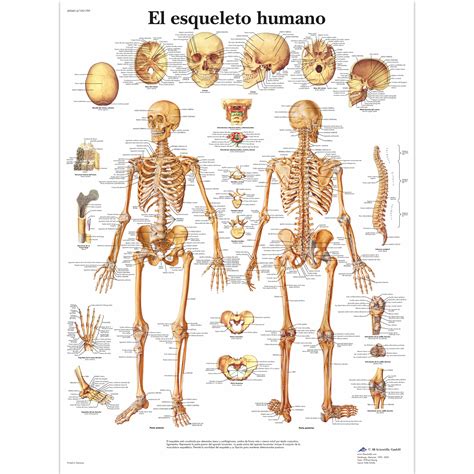 Esqueleto Humano 3d