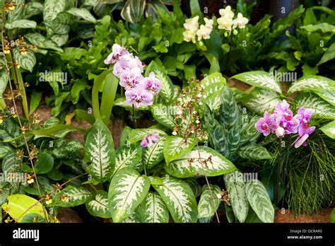 Orchids, Durban Botanic Gardens, Durban, South Africa Stock Photo - Alamy