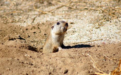 Tuco-Tuco: Four New Species of Gopher-Like Mammal Discovered in Bolivia ...