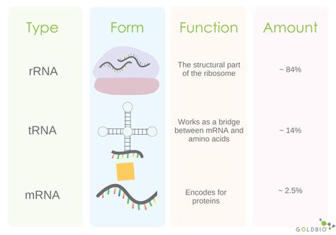 How to QC your RNA Using Gel Electrophoresis | GoldBio