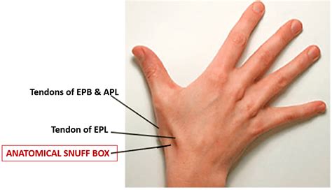 Anatomical Snuff Box