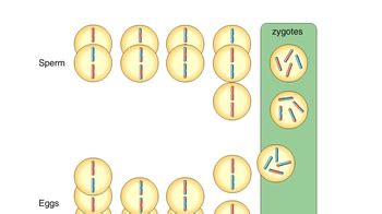 Animation: Genetic Variation from Random Fertilization | Channels for Pearson+