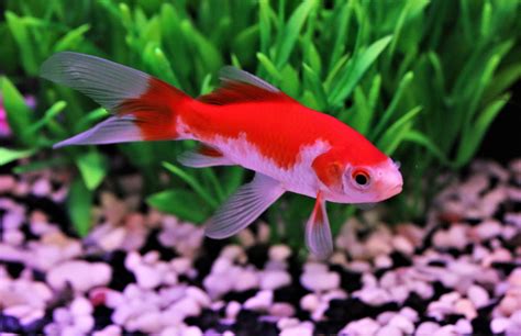 Comet Goldfish: The Complete Care And Breeding Guide - Fishkeepingfans.com