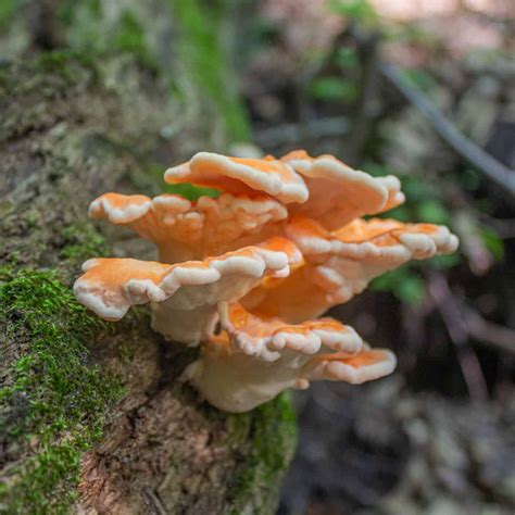 Hunting and cooking chicken of the woods mushrooms