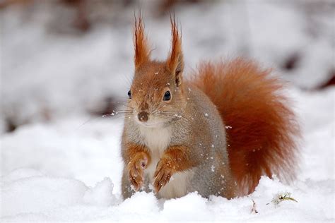 Eichhörnchen im Winter - Schöpfung