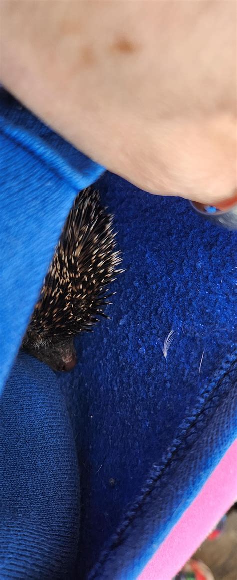 Meet Bandit! : r/Hedgehog