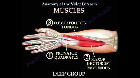 Anatomy Of The Volar Forearm Part 1 - Everything You Need To Know - Dr ...