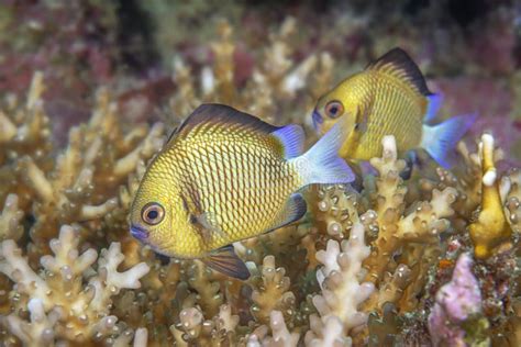 Damselfish in coral stock photo. Image of scuba, damselfish - 254558978