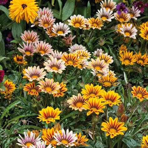 Gazania Seeds - Sunshine Mix | Flower Seeds | Bulk Seed Store