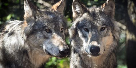 Wolves Mating Behavior - BioExpedition