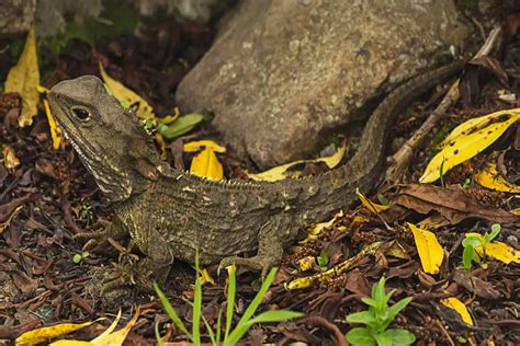 Tuatara-Sphenodon-longest-living-invertebrate | Environment Buddy