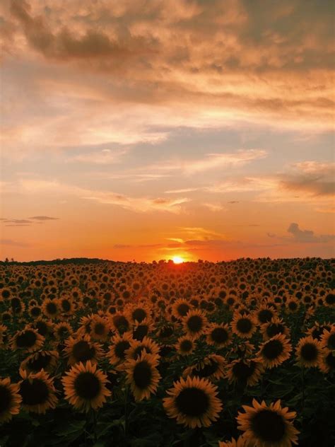 Sunflower field | gabbynoely | Beautiful sky pictures, Pretty ...