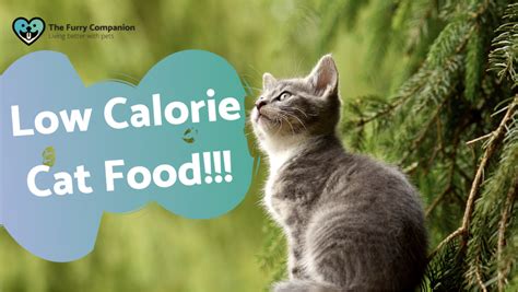 Best Low Calorie Cat Food