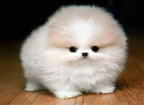 Small Fluffy Dogs Breeds | Fluffy dogs, Dog breeds that dont shed ...