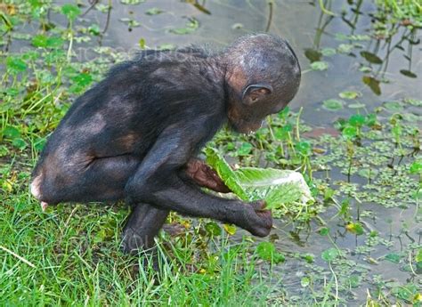 Photograph | Bonobo Baby | Science Source Images