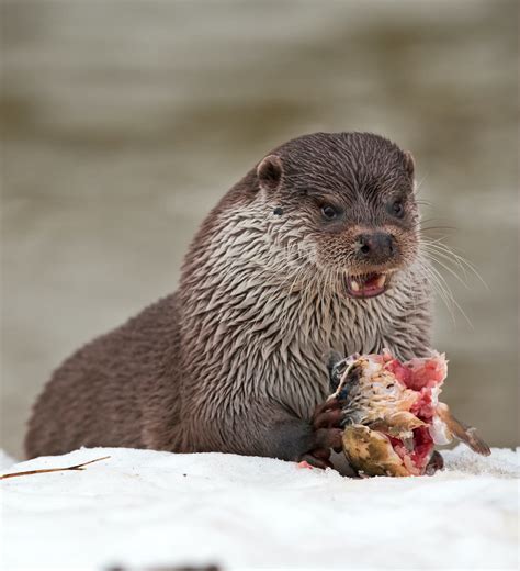 A Hidden Life: The Mystery of the Eurasian Otter | Roundglass | Sustain