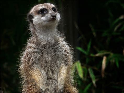 Meerkat Mammal Predator - Free photo on Pixabay - Pixabay