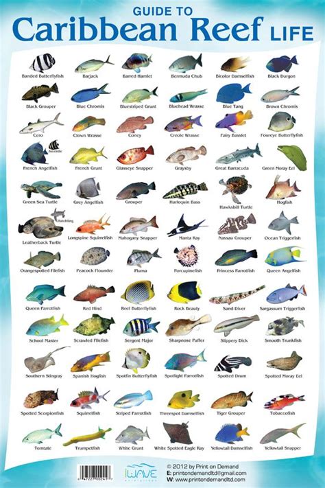 This is a Coral Reef Fish Species Chart so you know what what #Cancun ...