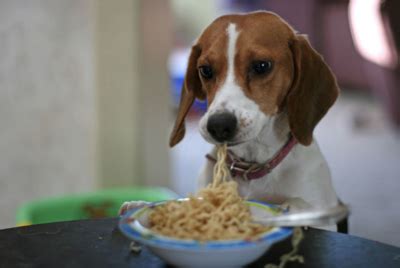 dogs eating pasta | Find Your Middle Ground